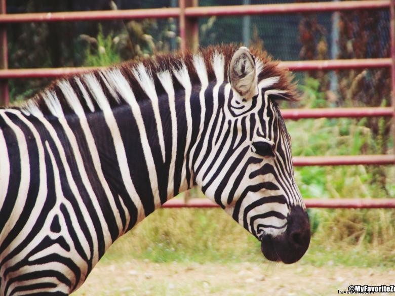 Parc animalier et safari de la Géorgie du Nord 