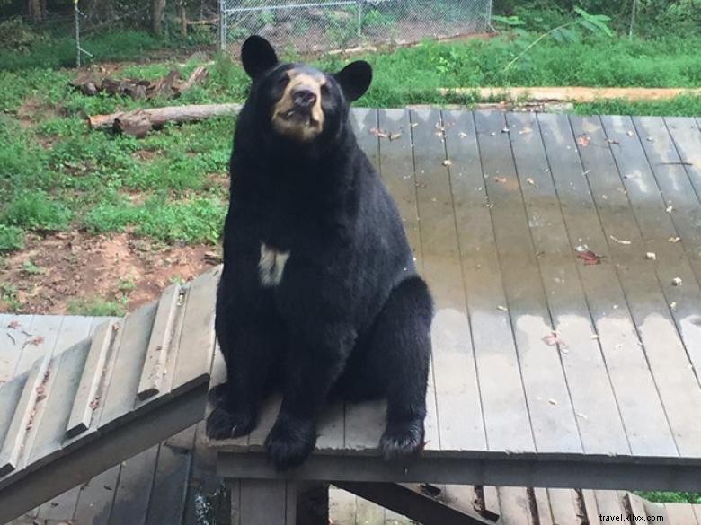 Bear Hollow Zoo 