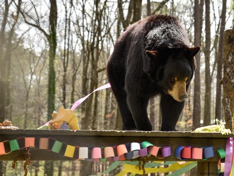 ベアホロウ動物園 