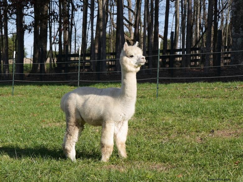 Alpacas de montaña de manzana 