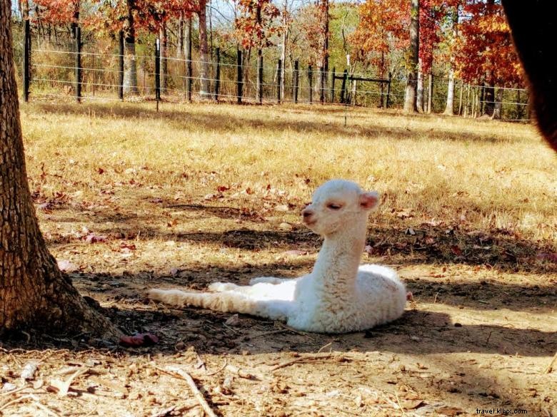 Alpacas de montaña de manzana 