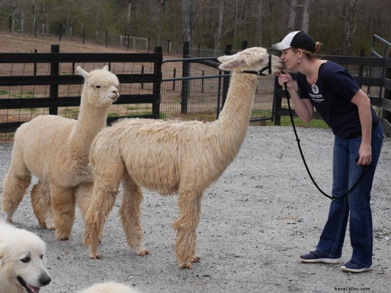 Apple Mountain Alpacas 