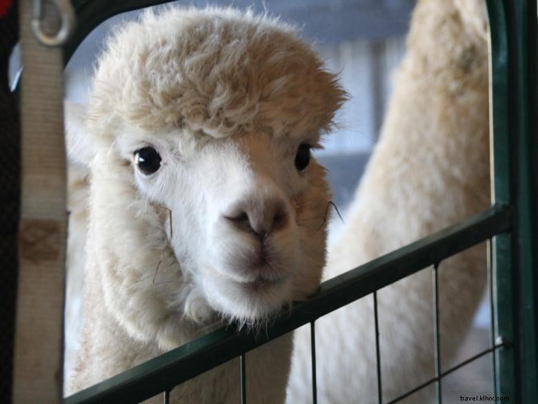 Alpaca di montagna di mele 