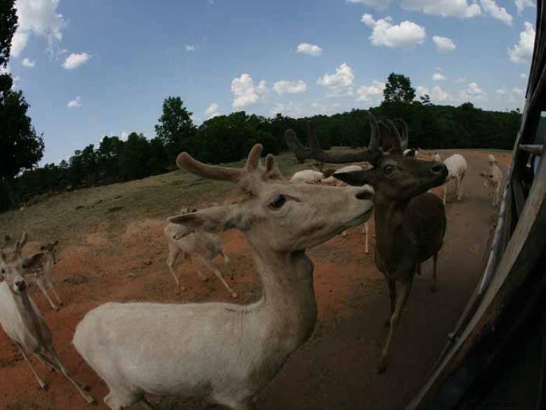 Safari de animales salvajes 