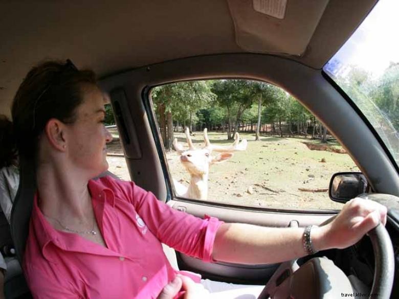 Safari de Animais Selvagens 