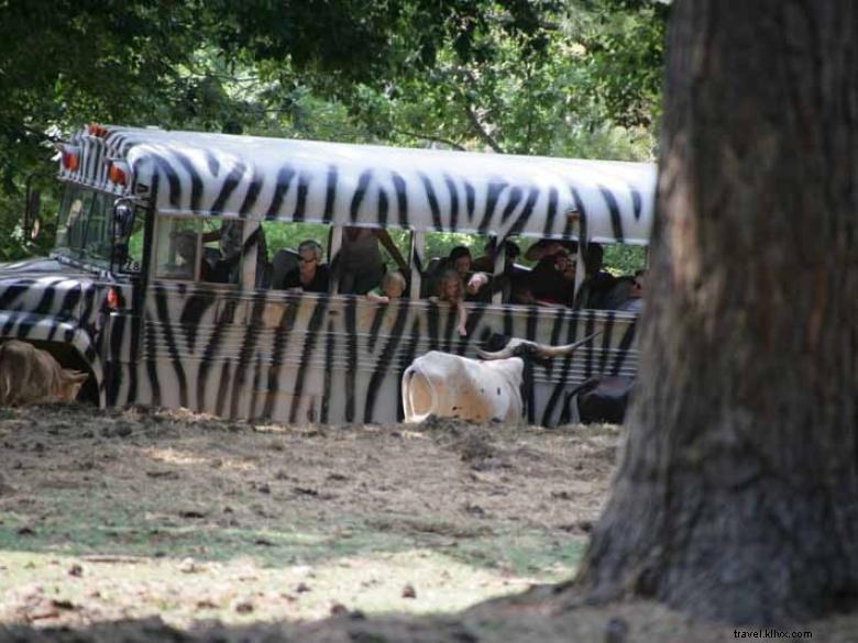 Safari de animales salvajes 