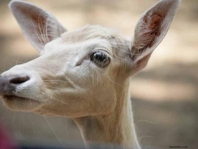 Safari de animales salvajes 