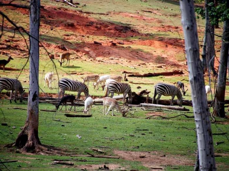 Safari di animali selvatici 