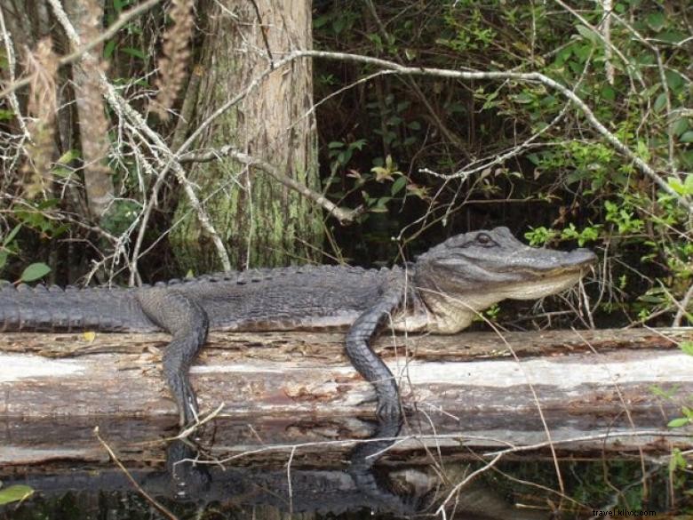 Okefenokee Adventures 