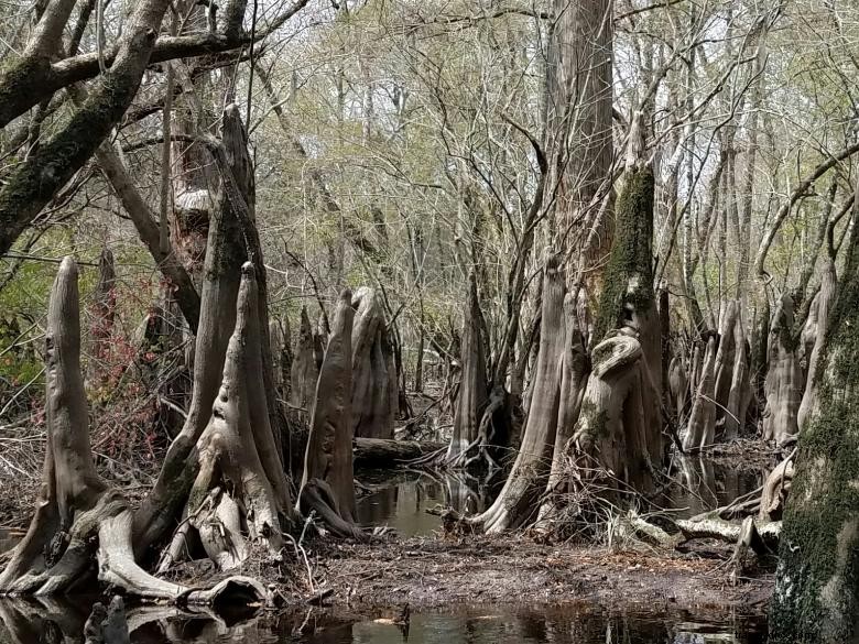 Expéditions dans les eaux stagnantes 