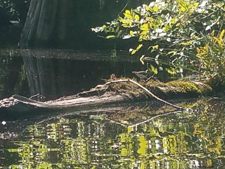 Expéditions dans les eaux stagnantes 