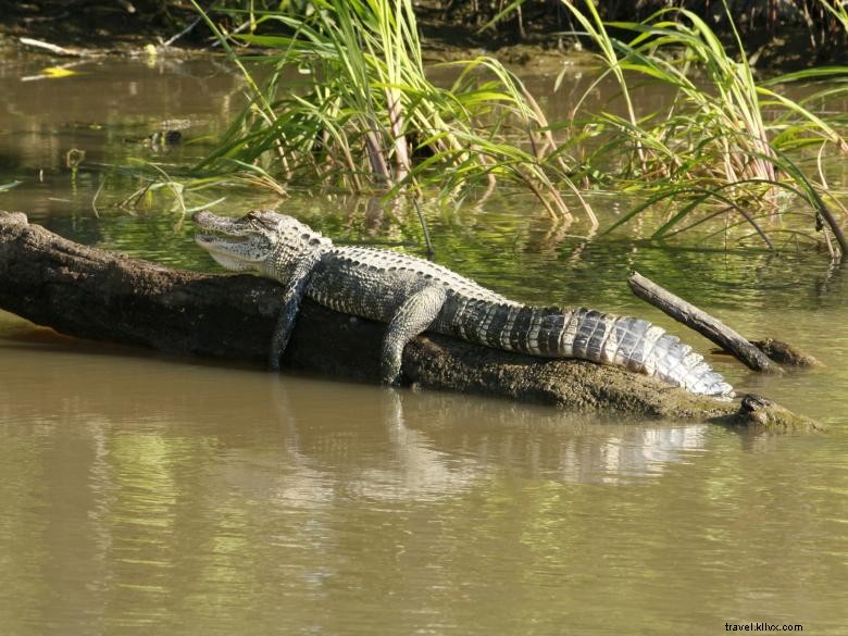 Expéditions dans les eaux stagnantes 