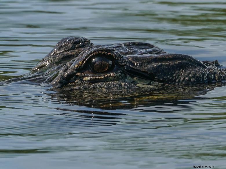 Expéditions dans les eaux stagnantes 