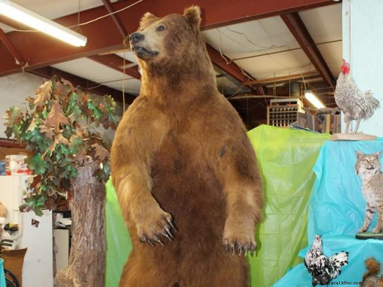 Museu da Taxidermia e da Vida Selvagem de Bud Jones 