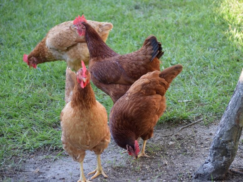 Petites fermes de canards 