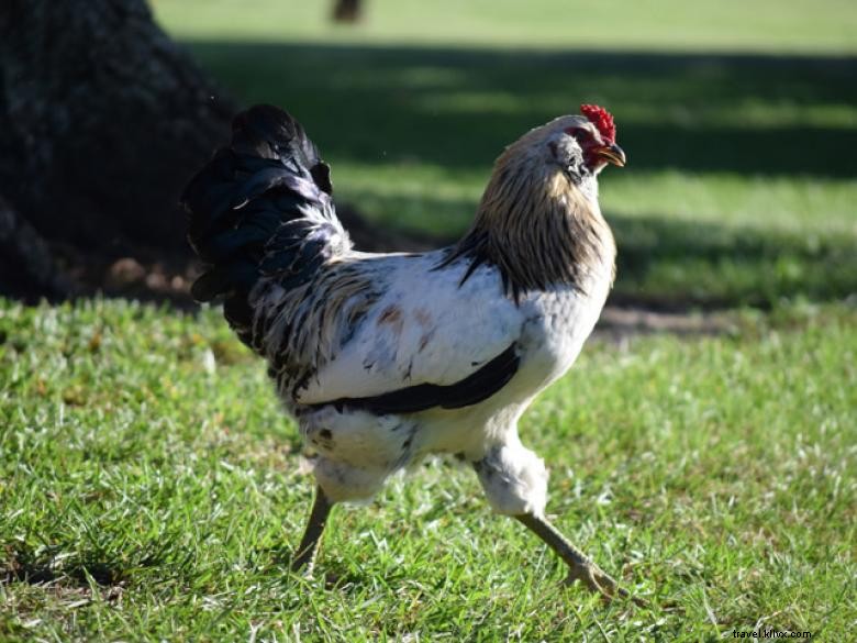 Peternakan Bebek Kecil 