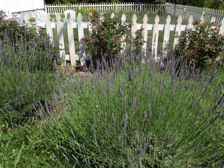 La cabaña y el jardín de lavanda 