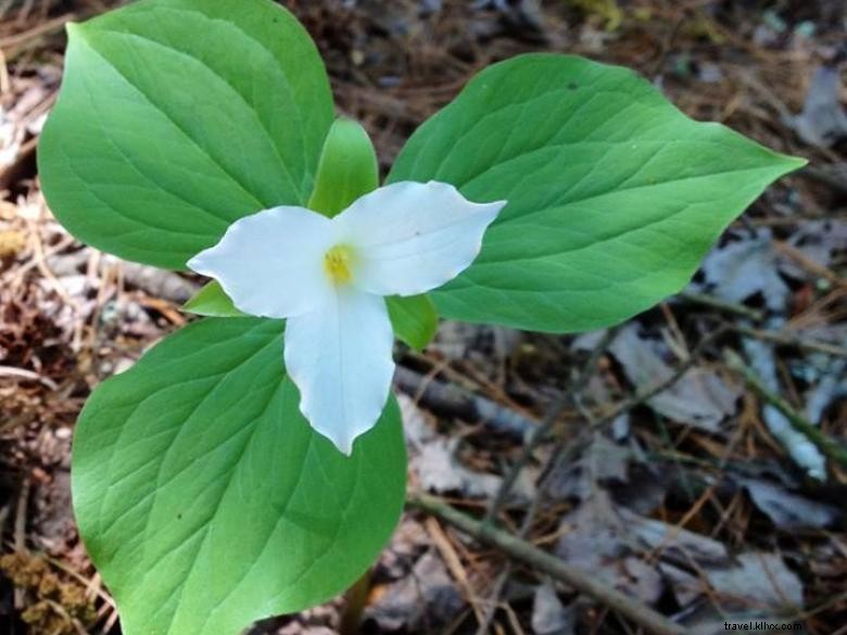 Vignoble Trillium et salle de dégustation 