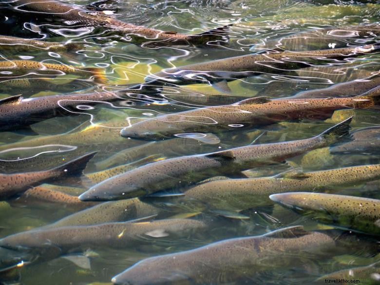 Centro regional de pesca de Warm Springs 