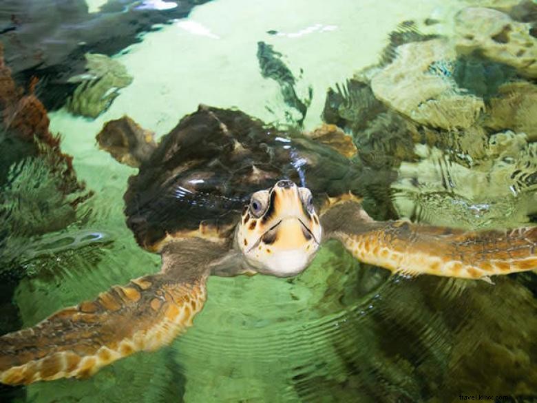 Centro di educazione marina e acquario UGA 