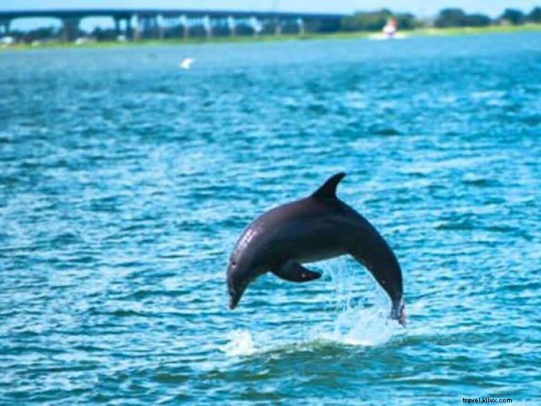 Captain Mikes Dolphin Tours 