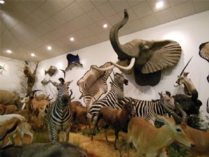 Museo della fauna selvatica di Tyson Steel 