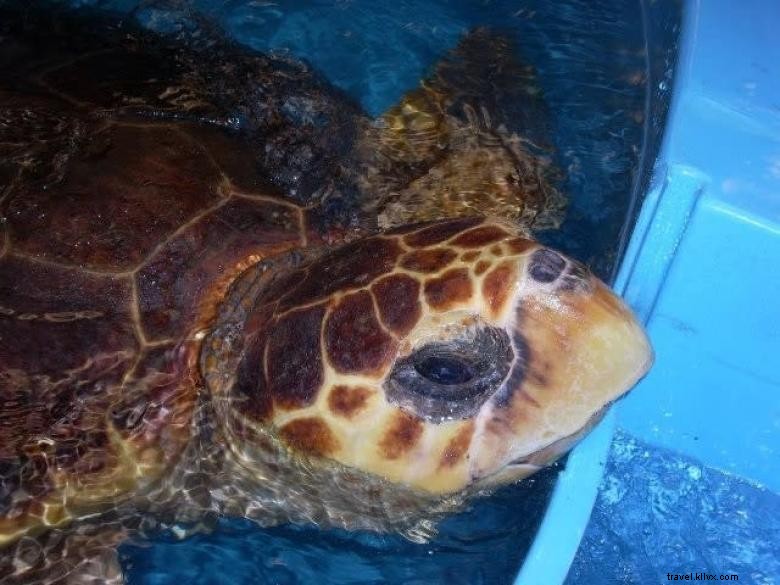 Centro de tortugas marinas de Georgia 