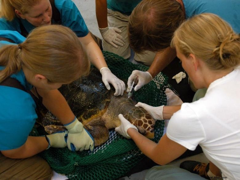 Georgia Sea Turtle Center 