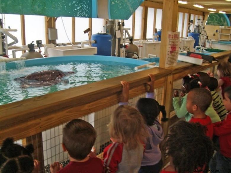 Centre des tortues de mer de Géorgie 