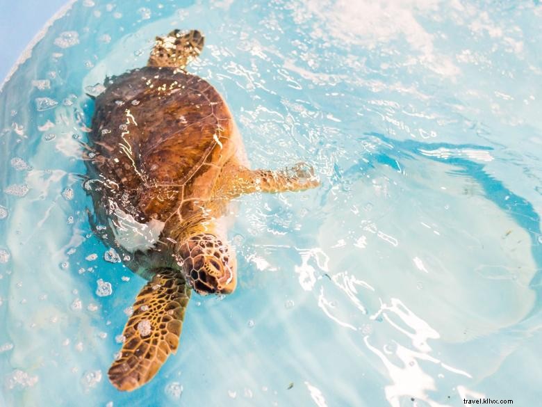 Centre des tortues de mer de Géorgie 