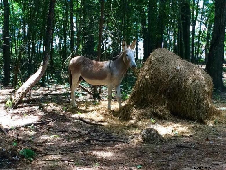 Parc animalier de Bainbridge 