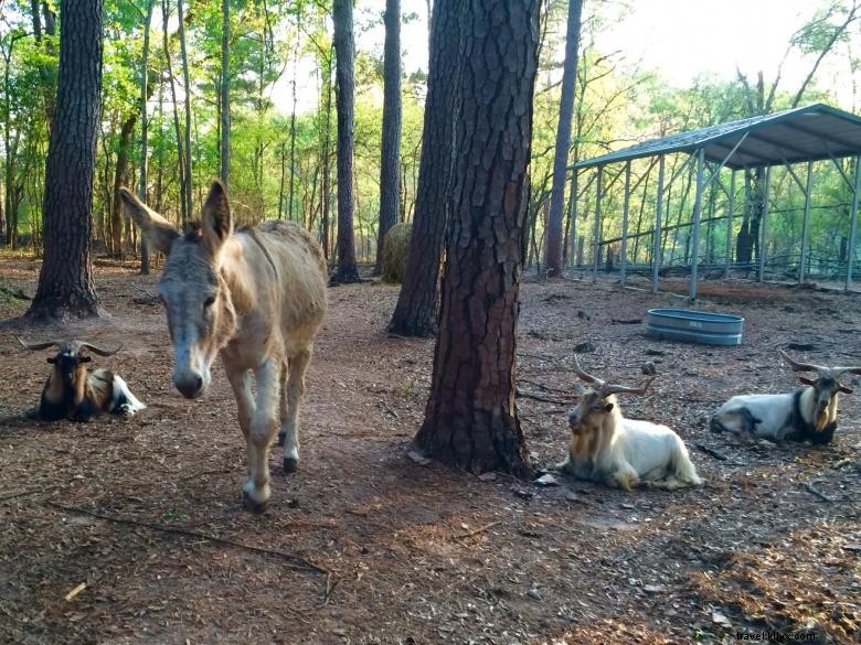 Parc animalier de Bainbridge 