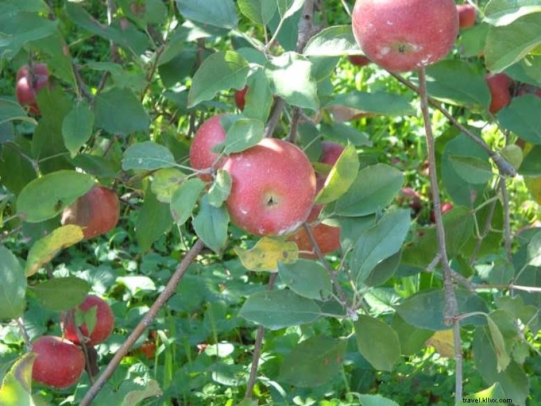 Granaio di mele rosse 