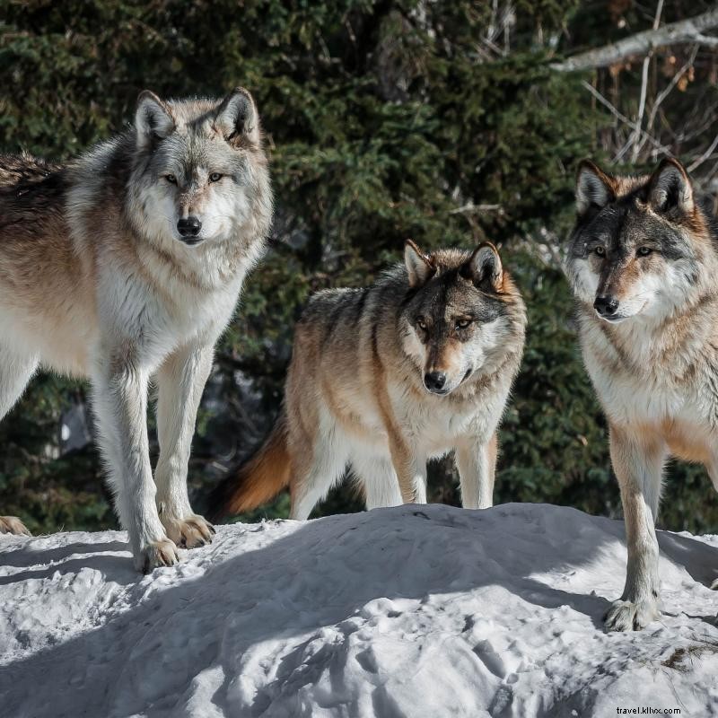 Pagaiando popolare a sud delle acque di confine 