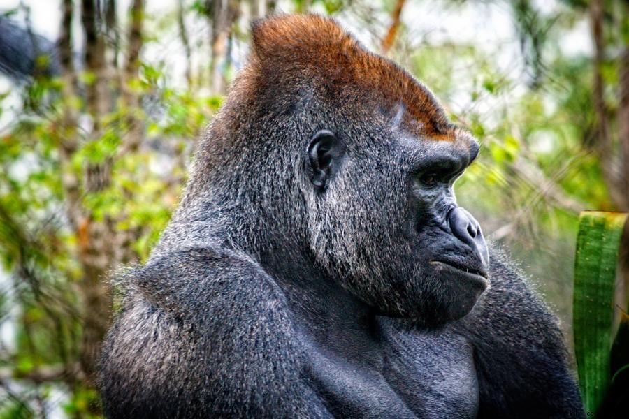 Terhubung dengan Satwa Liar di Kebun Binatang Minnesota ini 