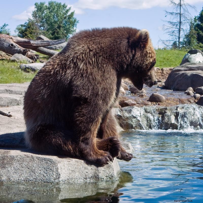 Connectez-vous avec la faune dans ces zoos du Minnesota 