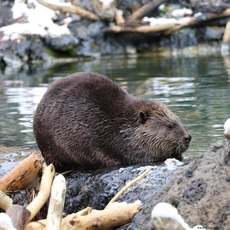 これらのミネソタ動物園で野生生物とつながる 