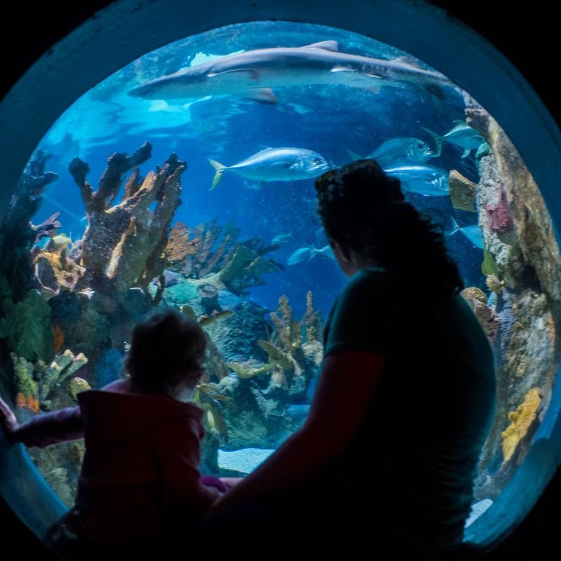 Conéctese con la vida silvestre en estos zoológicos de Minnesota 