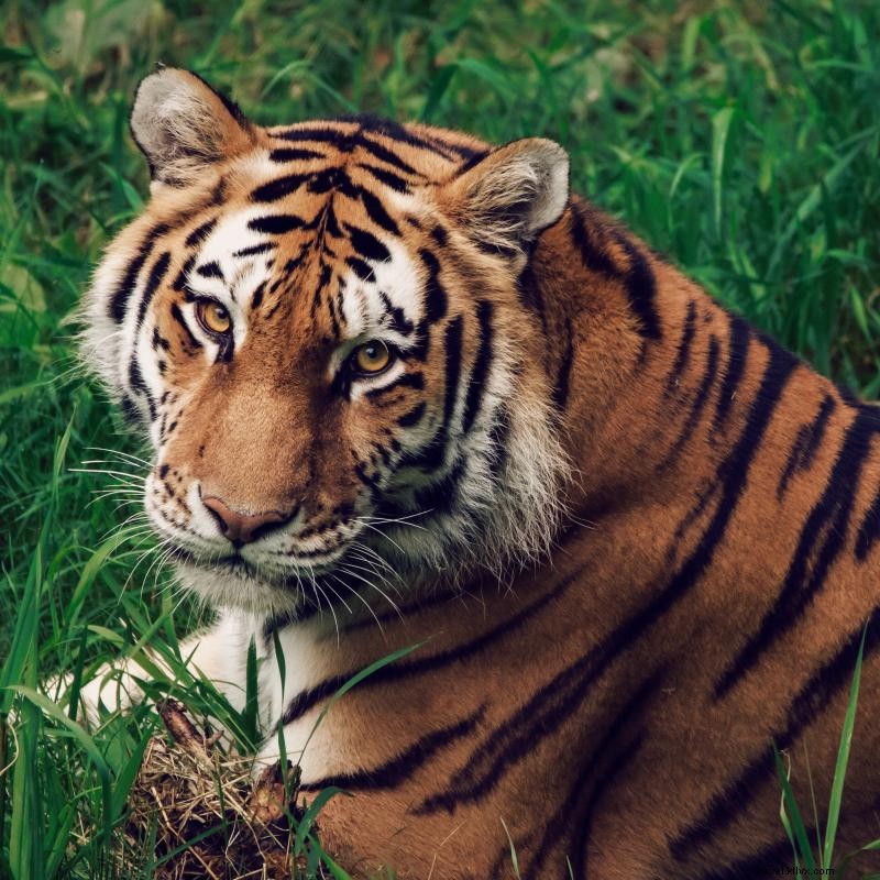 これらのミネソタ動物園で野生生物とつながる 