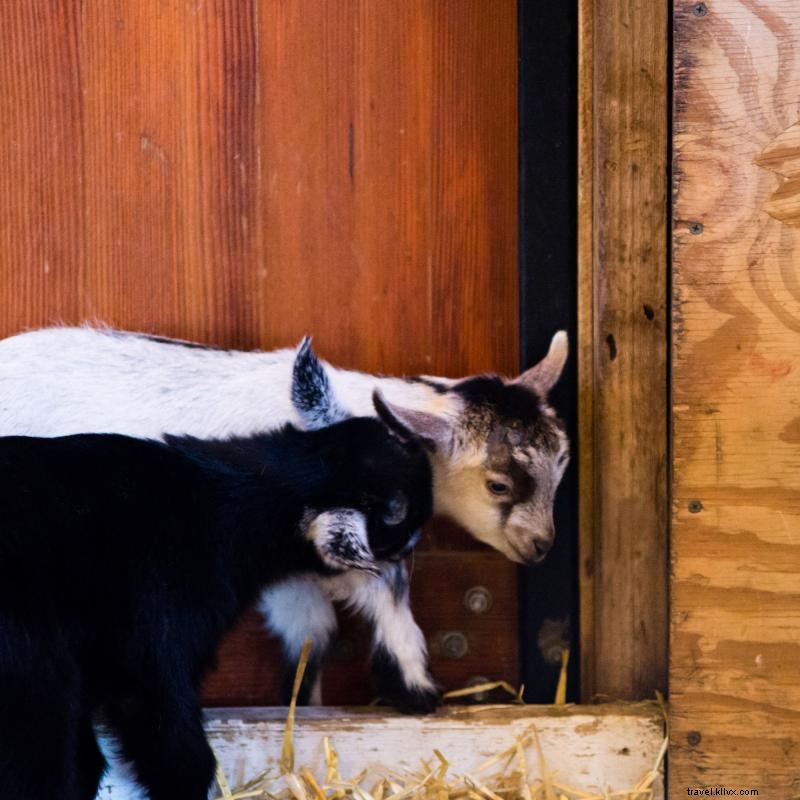 Conéctese con la vida silvestre en estos zoológicos de Minnesota 