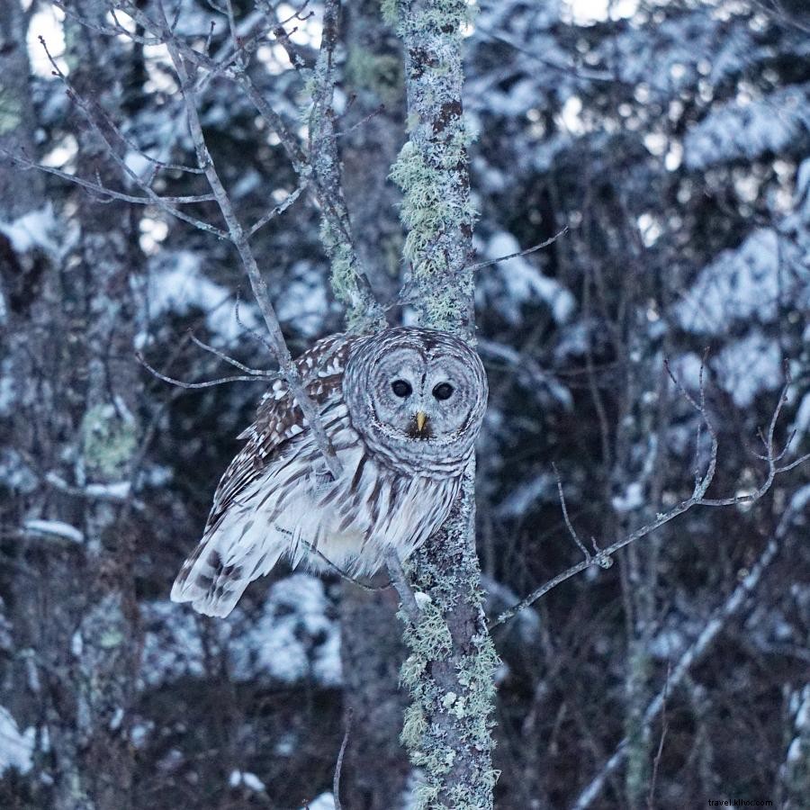 Le parc national des Voyageurs est un paradis hivernal 