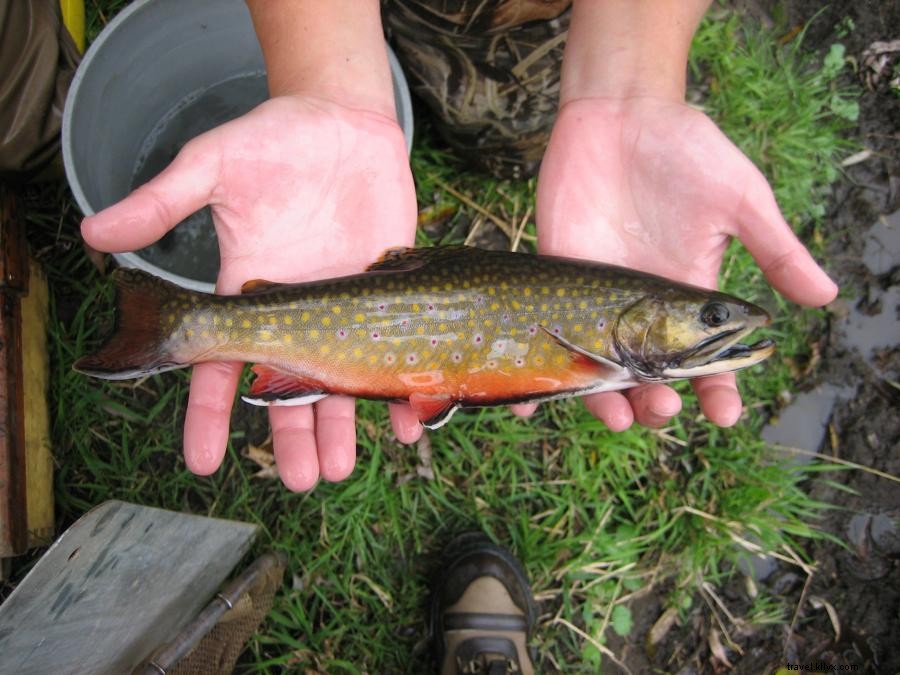Aliran Menakjubkan Memikat Pemancing Ikan Trout ke Minnesota 