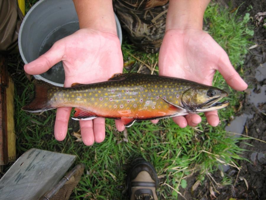 Impresionantes arroyos atraen a los pescadores de truchas a Minnesota 