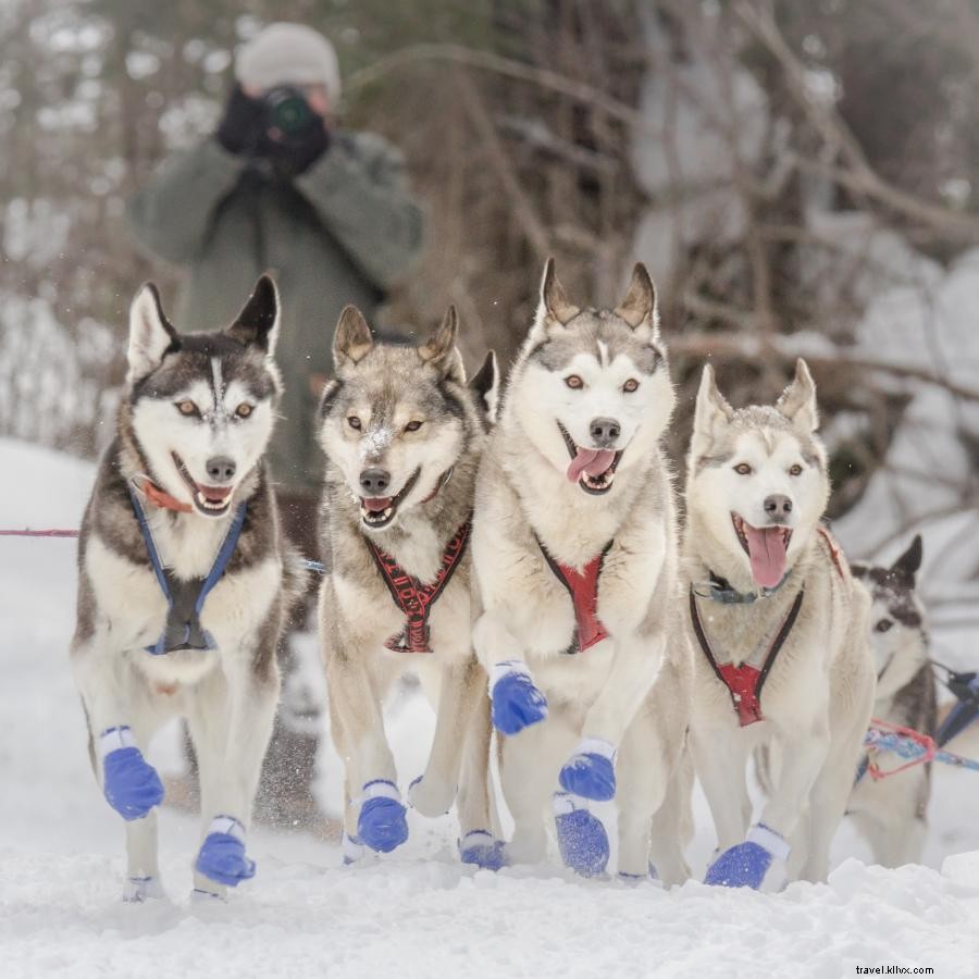 境界水域をそり犬 