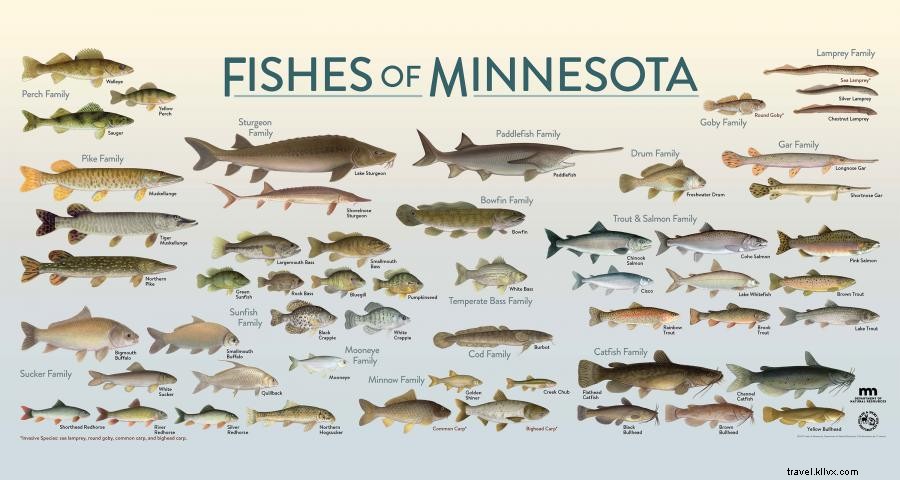 10 razões para pescar em Minnesota 