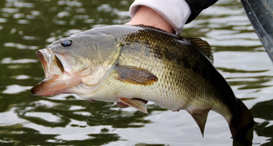 Siga para o sul para uma pesca excelente do robalo 