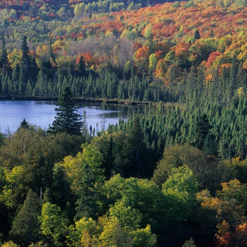 Mengapa Minnesota adalah Tempat Sempurna untuk Pemandian Hutan 