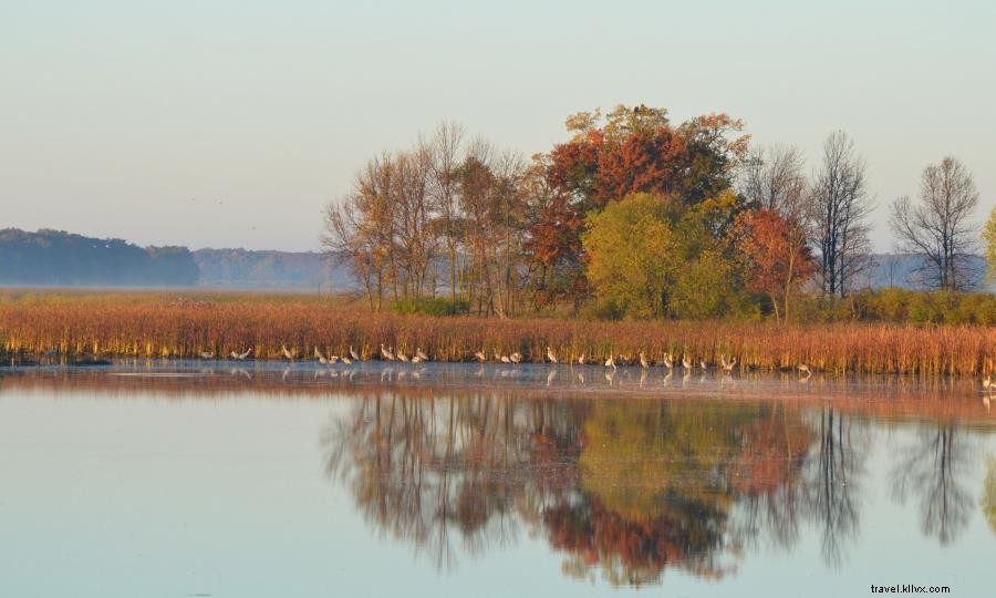 6 Tempat Menarik untuk Menyaksikan Migrasi Burung Musim Gugur 