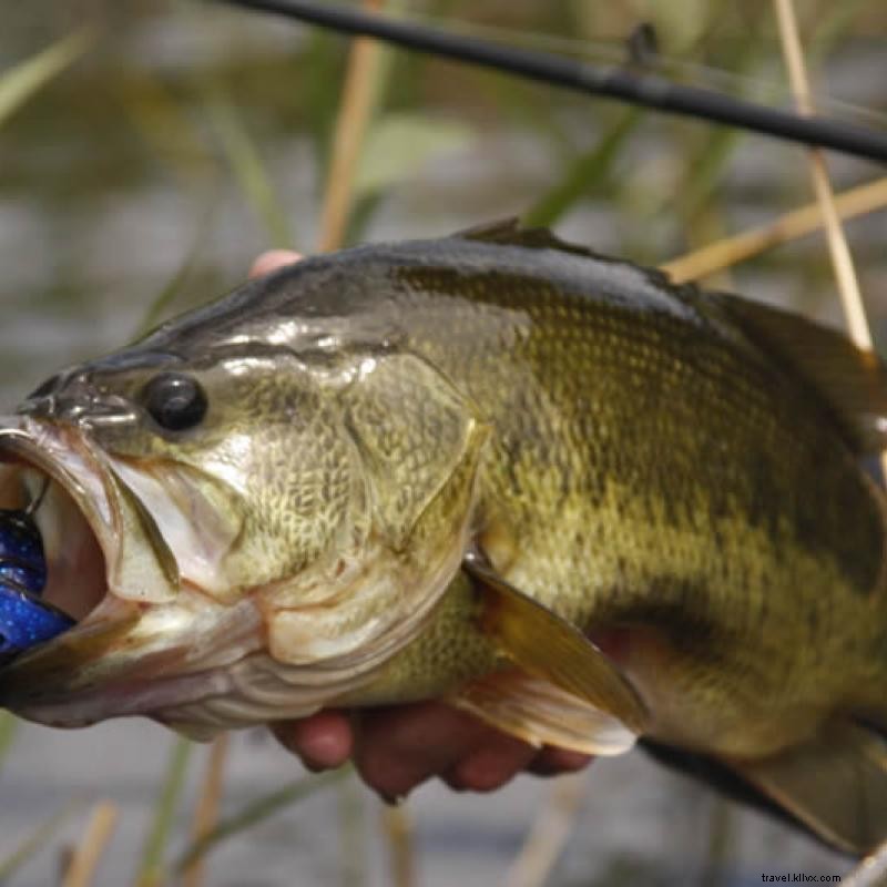 Ottimi posti per la pesca del basso in Minnesota 