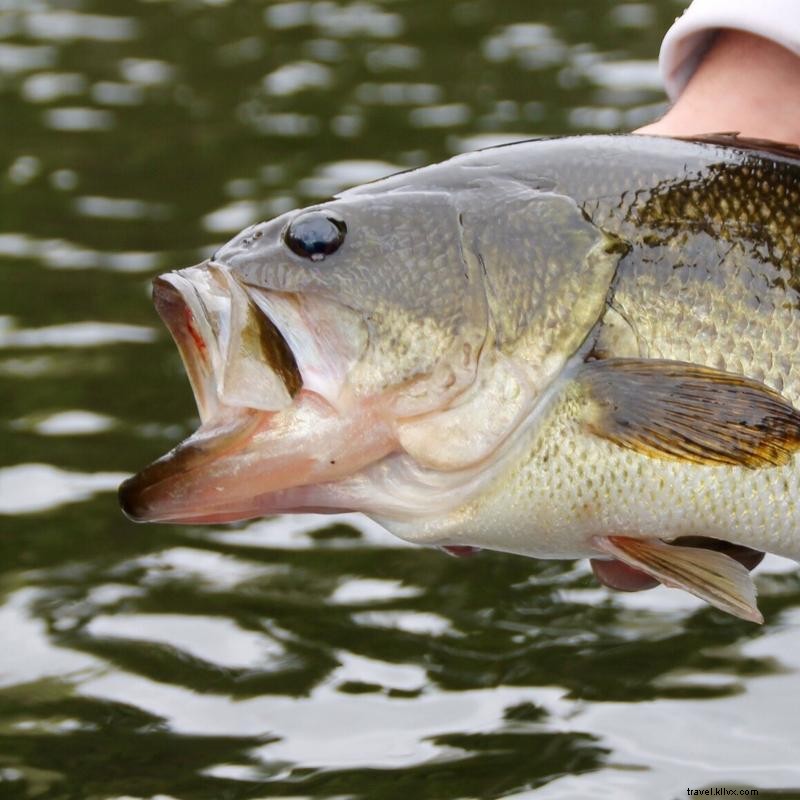 Grands endroits pour la pêche à l achigan au Minnesota 